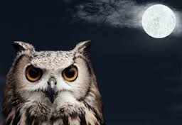 Translators -don't become are a night owl! 
